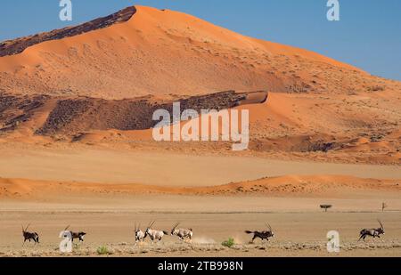 Der männliche Gemsbok (Oryx gazella) behauptet seinen dominanten Status in der Herde im Namib-Naukluft Park, Sossusvlei, Namibia Stockfoto