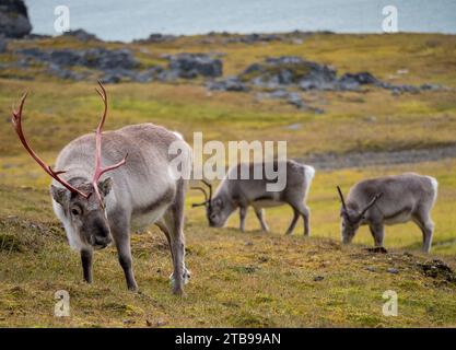 Rentier (Rangifer tarandus platyrhynchus), ein Männchen und zwei Weibchen; Spitzbergen, Svalbard, Norwegen Stockfoto