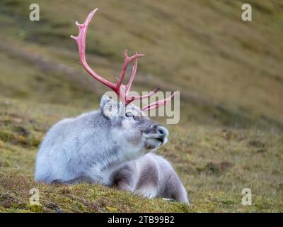 Männliche Svalbard-Rentiere (Rangifer tarandus platyrhynchus) liegen am Boden; Spitzbergen, Svalbard, Norwegen Stockfoto