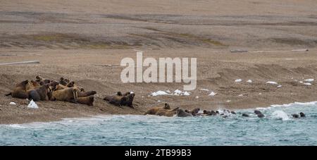 Eine Gruppe von Walrosen (Odobenus rosmarus) flüchtet von einem Eisbären in der Nähe ins Meer; Spitzbergen, Svalbard, Norwegen Stockfoto