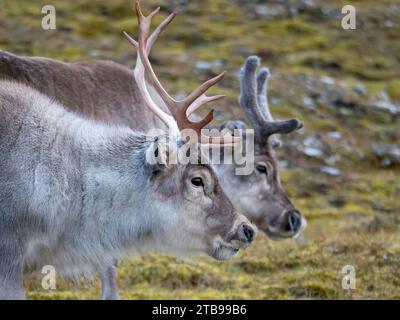 Männliches und weibliches Svalbard-Rentier (Rangifer tarandus platyrhynchus); Spitzbergen, Svalbard, Norwegen Stockfoto