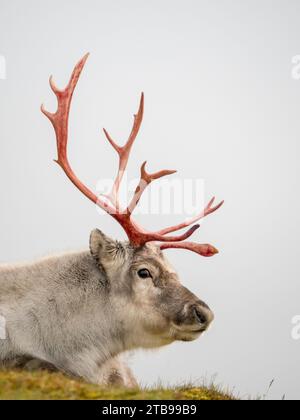 Männliches Svalbard-Rentier (Rangifer tarandus platyrhynchus) nach dem Abgeben des Samts; Spitzbergen, Svalbard, Norwegen Stockfoto