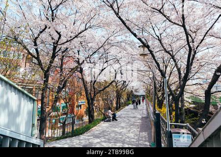 Seoul, Südkorea - 10. April 2022: Kirschblüten in Seoul, Südkorea Stockfoto