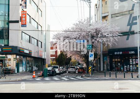 Seoul, Südkorea - 10. April 2022: Kirschblüten in Seoul, Südkorea Stockfoto