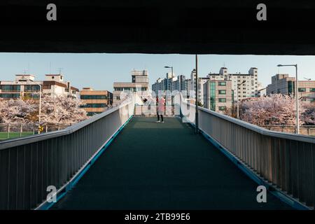 Seoul, Südkorea - 10. April 2022: Kirschblüten in Seoul, Südkorea Stockfoto