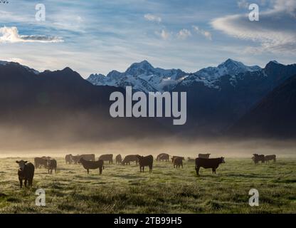 Nebelaufgänge auf einer Bergweide bei Sonnenaufgang; Fox Glacier, Südinsel, Neuseeland Stockfoto