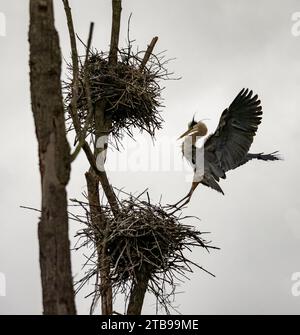 Ardea herodias landet auf dem Nest; Portland, Connecticut, Vereinigte Staaten von Amerika Stockfoto