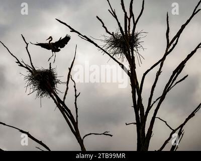 Ardea herodias landet auf dem Nest; Portland, Connecticut, Vereinigte Staaten von Amerika Stockfoto