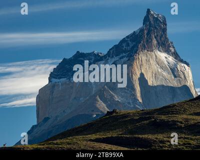 Lone Guanaco (Lama guanicoe) wird von den Bergen im Torres del Paine Nationalpark in Patagonien, Chile, gezüchtet Stockfoto