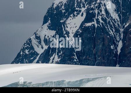 Gentoo-Pinguine (Pygoscelis papua) auf Schnee klettern bis zur Kolonie; Port Arthur, Palmer Station, Antarktis Stockfoto