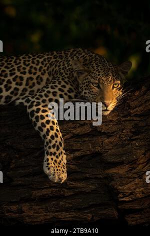 Porträt einer Leopardenfrau (Panthera pardus), die auf einem dicken Baumzweig liegt und ihr Vorderbein im Chobe-Nationalpark in Chobe, Botswana, herabhängen lässt Stockfoto