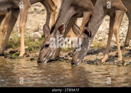 Nahaufnahme eines weiblichen Kudus (Tragelaphus strepsiceros), der am Fluss im Chobe-Nationalpark steht; Chobe, Bostwana Stockfoto