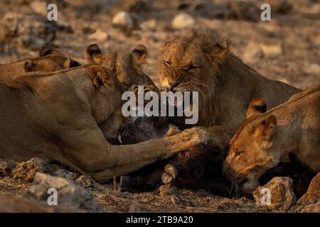 Nahaufnahme eines männlichen Löwen, der Löwen anschnappt, während er in der Savanne im Chobe-Nationalpark, Chobe, Botswana, Beute füttert Stockfoto