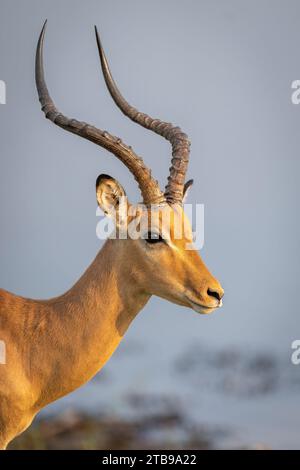 Nahaufnahme eines männlichen Impalas, (Aepyceros melampus) Gesicht und Hörner, in der Nähe eines Flusses im Chobe Nationalpark; Chobe, Bostwana Stockfoto