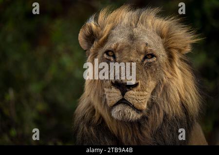 Nahaufnahme des Löwengesichts mit Mähne, Porträt (Panthera leo), Blick in die Kamera, Chobe Nationalpark; Chobe, Botswana Stockfoto