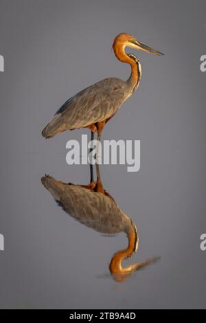 Nahaufnahme des Porträts eines goliath-Reihers (Ardea goliath), der im flachen Wasser im Chobe-Nationalpark, Chobe, Botswana, steht Stockfoto