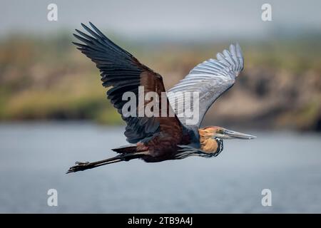 Nahaufnahme des Porträts eines goliath-Reihers (Ardea goliath), der im Chobe-Nationalpark über den Fluss fliegt; Chobe, Botswana Stockfoto