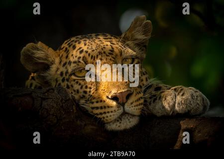 Nahaufnahme eines Leopardenweibchens (Panthera pardus), der im strahlenden Sonnenlicht liegt, mit dem Kopf auf einem Baumzweig aufliegt und die Kamera in CH... Stockfoto