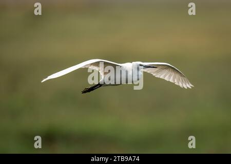 Nahaufnahme eines kleinen weißen Reihers (Egretta garzetta), der über die Aue gleitet und Flügel im Chobe-Nationalpark ausbreitet; Chobe, Botswana Stockfoto