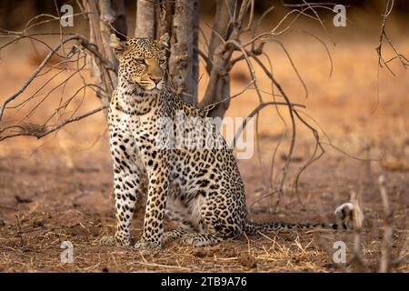 Porträt eines Leoparden (Panthera pardus), der auf sandigem Boden neben einem toten Baum sitzt und rechts im Chobe National Park abbiegt; Chobe, Botswana Stockfoto