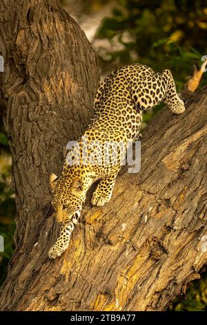 Leopard (Panthera pardus) klettert im Schatten des Chobe-Nationalparks in Chobe, Botswana, nach Gabeln Stockfoto