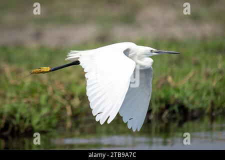 Nahaufnahme eines kleinen weißen Reihers (Egretta garzetta), der über den Fluss fliegt und seine Flügel im Chobe-Nationalpark senkt; Chobe, Botswana Stockfoto