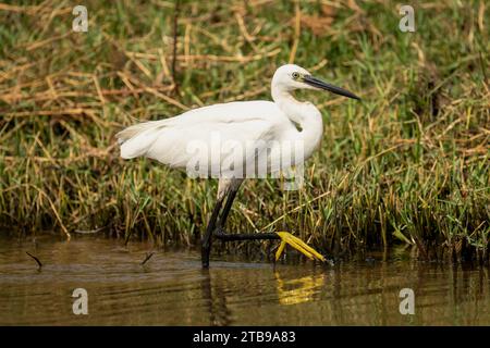 Nahaufnahme eines kleinen weißen Reihers (Egretta garzetta), der in den Untiefen in der Nähe der Küste weht, Fuß hebt, Chobe Nationalpark; Chobe, Botswana Stockfoto