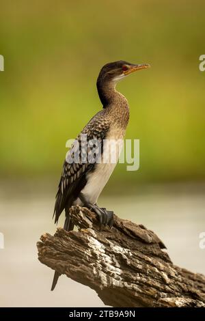 Nahaufnahme eines Schilfkormorans (Microcarbo africanus), der auf einem Guano-befleckten Baumstamm in einem Fluss im Chobe-Nationalpark steht; Chobe, Botswana Stockfoto