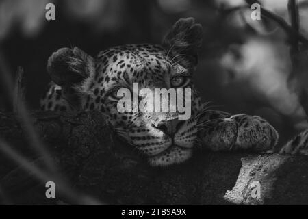 Mono-Aufnahme eines Nahaufnahme-Porträts einer Leopardenweiblichkeit (Panthera pardus), die in einem Baum liegt, in strahlendem Sonnenlicht, mit dem Kinn auf einem Baumzweig,... Stockfoto