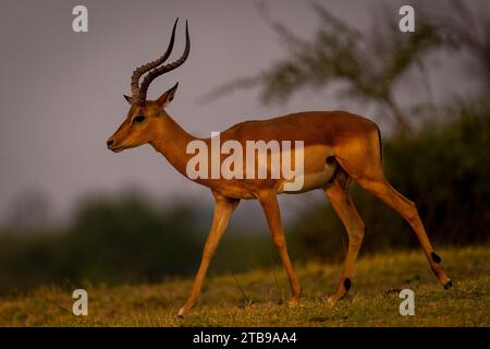 Nahaufnahme eines männlichen Impalas (Aepyceros melampus), der entlang eines grasbewachsenen Flusses in der Savanne im Chobe-Nationalpark spaziert Stockfoto