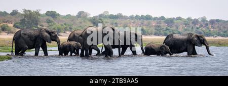 Panorama der Herde afrikanischer Buschelefanten (Loxodonta africana), die im Wasser über einen Fluss im Chobe Nationalpark spazieren; Chobe, Botswana Stockfoto