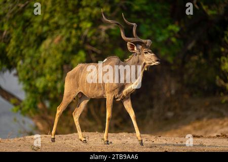 Nahaufnahme eines männlichen Kudu (Tragelaphus strepsiceros), der ein bewaldetes Ufer im Chobe National Park hinuntergeht; Chobe, Bostwana Stockfoto