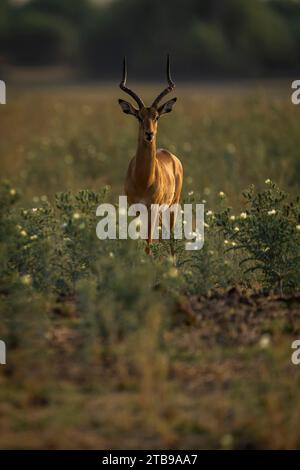 Nahaufnahme eines männlichen Impalas (Aepyceros melampus), der zwischen wilden Blumen auf der Savanne steht und in Chobe National die Kamera anstarrt... Stockfoto