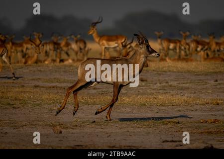 Nahaufnahme einer roan Antilope (Hippotragus equinus), die an einer Herde gemeiner Impalas (Aepyceros melampus) im Chobe Nationalpark in Chobe, Botswana, vorbeigaloppiert Stockfoto