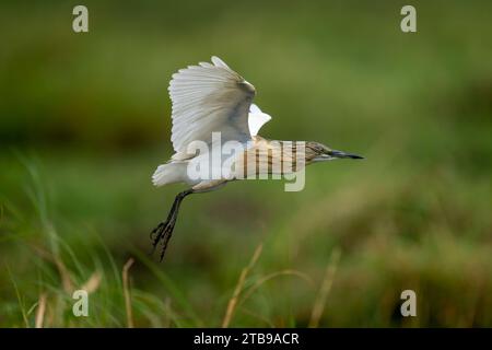 Nahaufnahme eines Squakreihs (Ardeola ralloides) fliegt über Gras im Wildgebiet des Chobe-Nationalparks; Chobe, Botswana Stockfoto