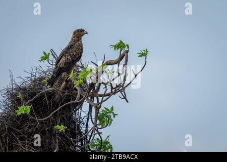 Im Chobe-Nationalpark, Chobe, Botswana, blickt ein gelbbrauner Adler (Aquila rapax) von den grünen Baumkronen vor einen klaren, blauen Himmel Stockfoto