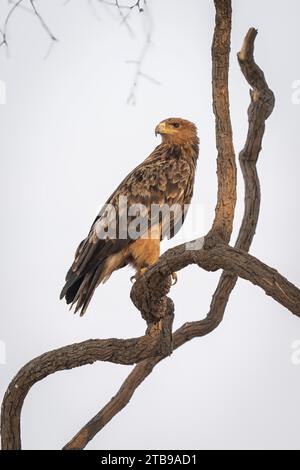 Das Nahaufnahme-Porträt eines Waldadlers (Aquila rapax) dreht den Kopf und blickt auf einen verdrehten Baumzweig im Chobe-Nationalpark Stockfoto