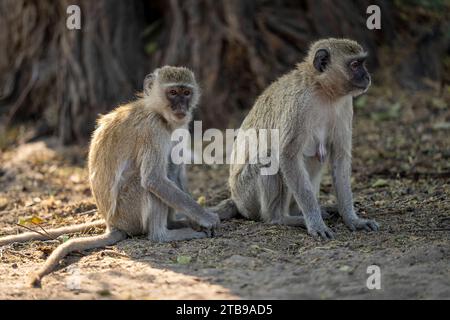 Nahaufnahme eines Portraits von zwei Vervet-Affen (Chlorocebus pygerythrus), die auf sandigem Boden unter einem Baum im Chobe-Nationalpark sitzen; Chobe, Botswana Stockfoto