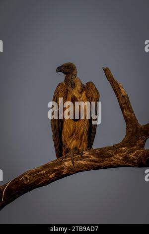 Nahaufnahme des Porträts eines Weissgeiers (Gyps africanus), der auf einem toten Ast sitzt und sich im Chobe-Nationalpark nach links dreht; Chobe, Botswana Stockfoto