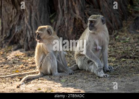 Nahaufnahme von zwei, auf Sandboden sitzenden, unter einem großen Baum mit nach links gedrehten Köpfen, Chobe Na... Stockfoto