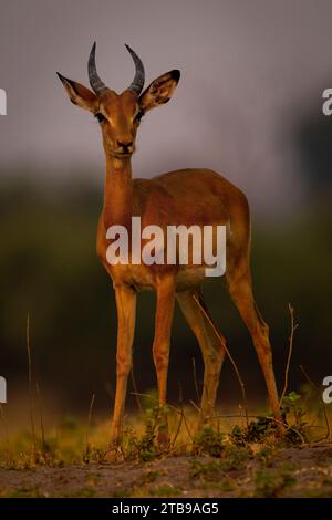 Nahaufnahme eines jungen, männlichen Impalas (Aepyceros melampus), der im Chobe-Nationalpark in Chobe, Bostwana, steht Stockfoto