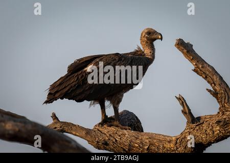 Nahaufnahme des Porträts eines Weissgeiers (Gyps africanus), der auf einem toten Ast steht und die Kamera im Chobe-Nationalpark, Chobe, Botswana, beobachtet Stockfoto