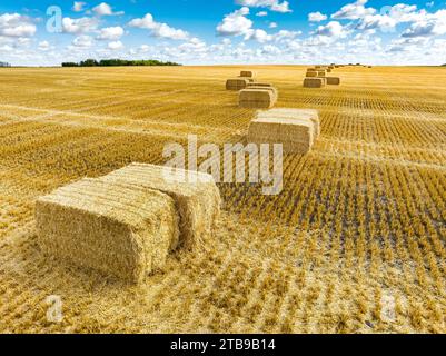 Große rechteckige Heuballen in einem Schnittfeld mit blauem Himmel und Wolken, östlich von Calgary, Alberta, Kanada Stockfoto