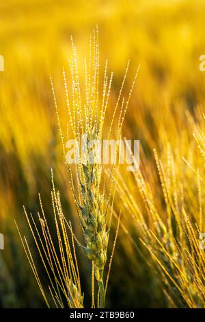 Nahaufnahme eines Weizenkopfes (Triticum), der auf einem Feld mit Wassertropfen wächst und bei Sonnenaufgang im warmen Licht leuchtet; östlich von Calgary, Alberta, Kanada Stockfoto