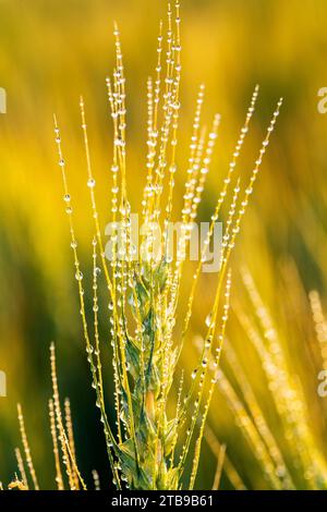 Nahaufnahme eines Weizenkopfes (Triticum), der auf einem Feld mit Wassertropfen wächst und bei Sonnenaufgang im warmen Licht leuchtet; östlich von Calgary, Alberta, Kanada Stockfoto