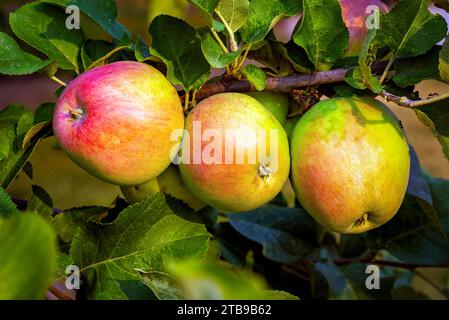 Nahaufnahme einer Reihe von drei Äpfeln (Malus), die an einem Ast hängen; Calgary, Alberta, Kanada Stockfoto