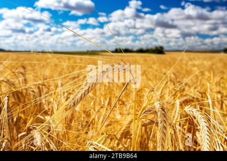 Nahaufnahme eines goldenen Gerstenkopfes (Hordeum vulgare) in einem Feld mit blauem Himmel und geschwollenen, weißen Wolken; östlich von Airdrie, Alberta, Kanada Stockfoto