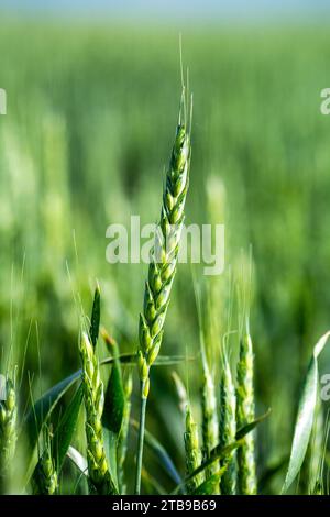 Nahaufnahme eines grünen Weizenkopfes (Triticum), der auf einem Feld wächst; östlich von Airdrie, Alberta, Kanada Stockfoto