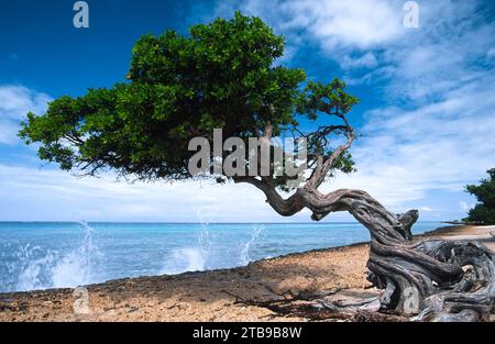 Wellen plätschern auf einen Strand mit einem knorrigen Baum: Aruba Stockfoto