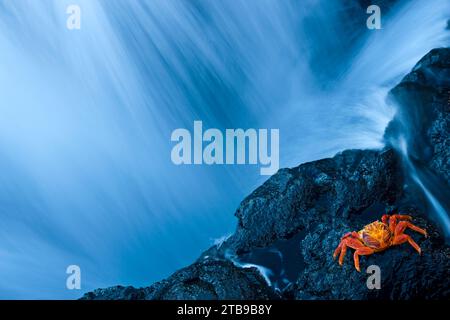 Wasser von einem Wasserfall, der an einer felsigen Klippe vorbeirauscht, wo eine Krabbe ruht; San Salvador Island, Galapagos, Ecuador Stockfoto